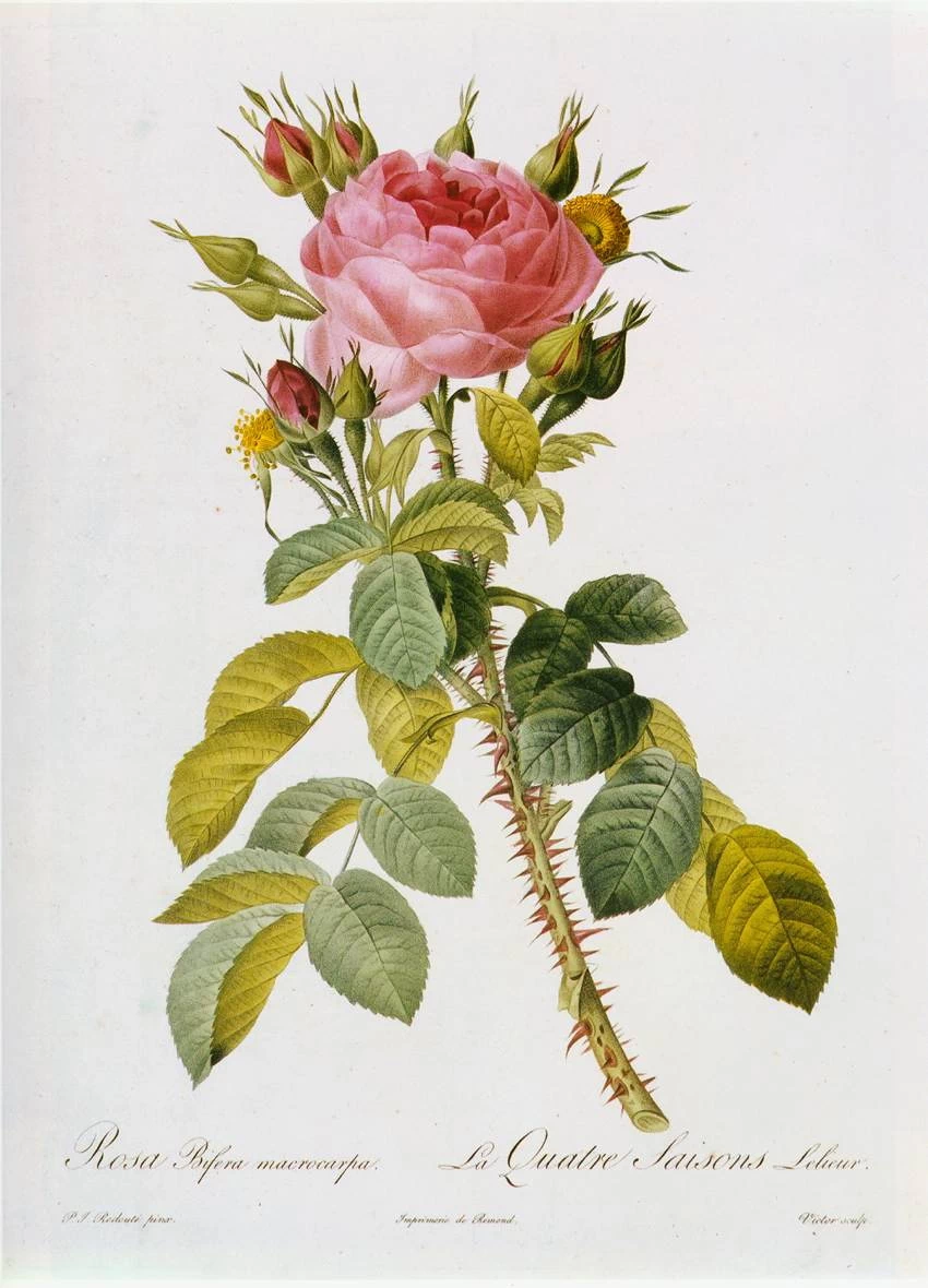 Rosa Bifera Macrocarpa - Muséum National d'Histoire Naturelle, Paris